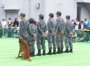 隊員より階級の高い警備犬(こっちを見るな)投稿:けむまきさん ミリタリー写真